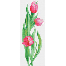 Рожеві тюльпани