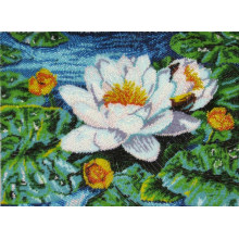 Німфея озерна