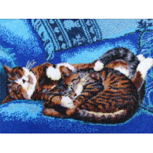 Сплячі кошенята