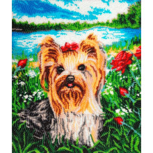 Симпатяшка йорк