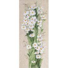 Польові ромашки Польові ромашки